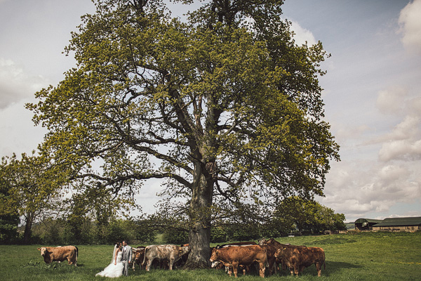 bride and groom in the countryside with cattle