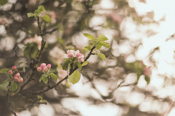 pink flowers