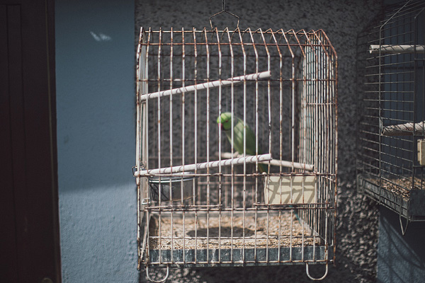 mental vintage birdcage