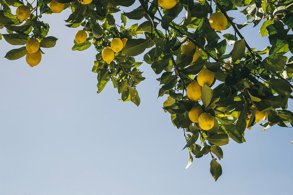 lemon trees