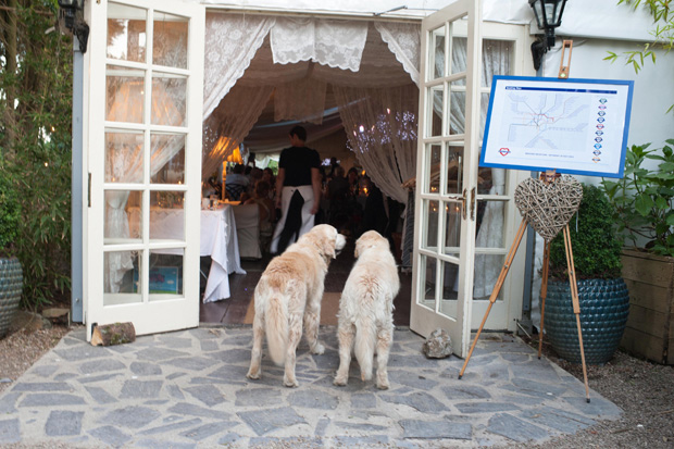 cute dogs at wedding