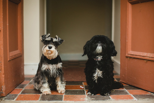 cute dogs at wedding