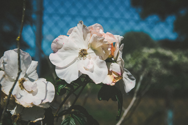 beautiful white flowers