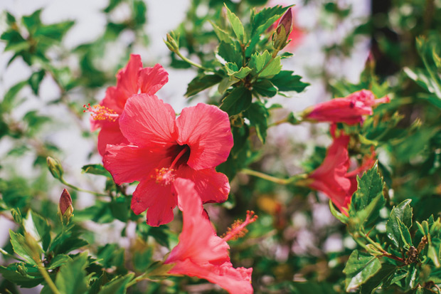 Beautiful Pink Ibiza Wedding by Katie Farrell Photography | onefabday.com