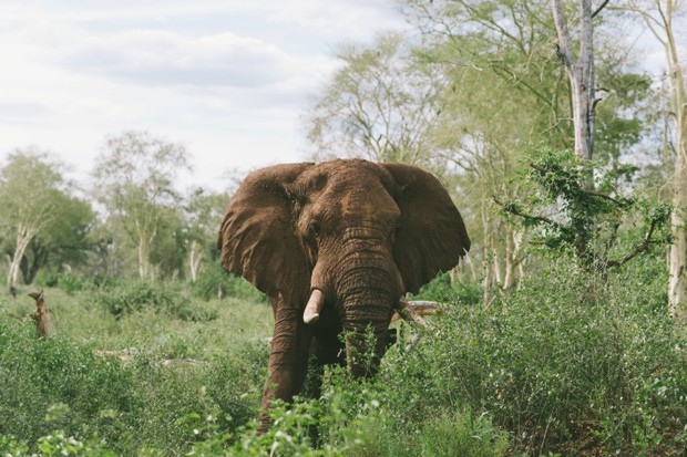 Kruger National Park South Africa Wedding By Love Made Visible // onefabday.com