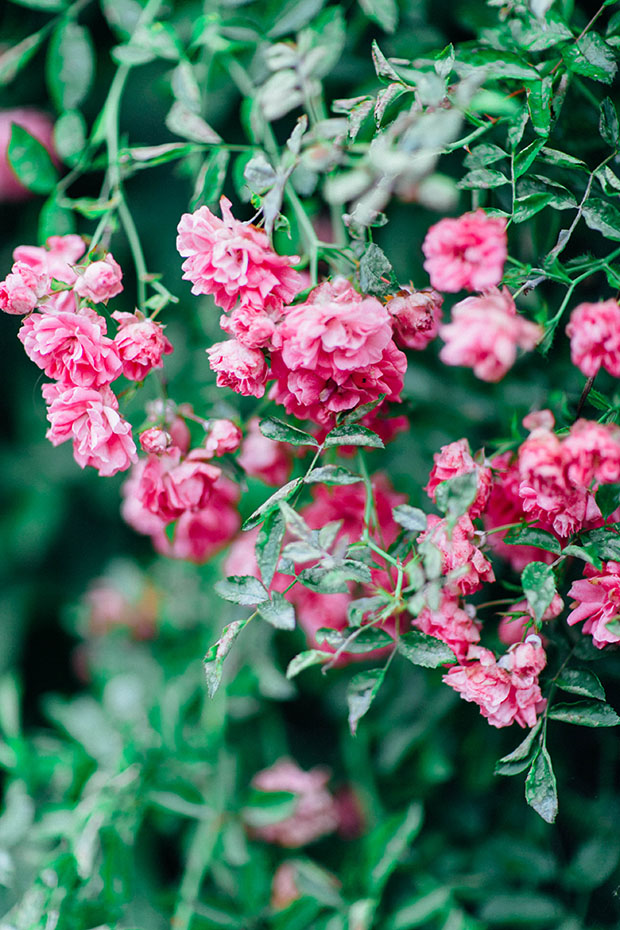 Beautiful summer wedding by Peter Carvill photography (2)