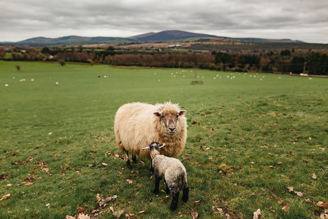 Beautiful St Patricks Day Ballybeg Wedding by Lima Conlon Photography / onefabday.com