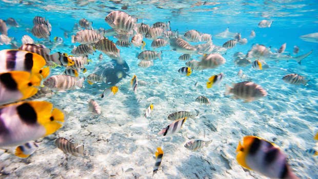 Snorkelling in Bora Bora