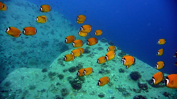 Koh Tao Snorkeling Thailand Honeymoon