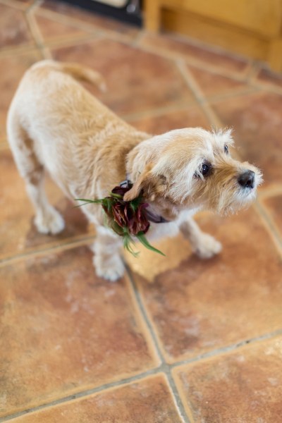 dog wedding corsage