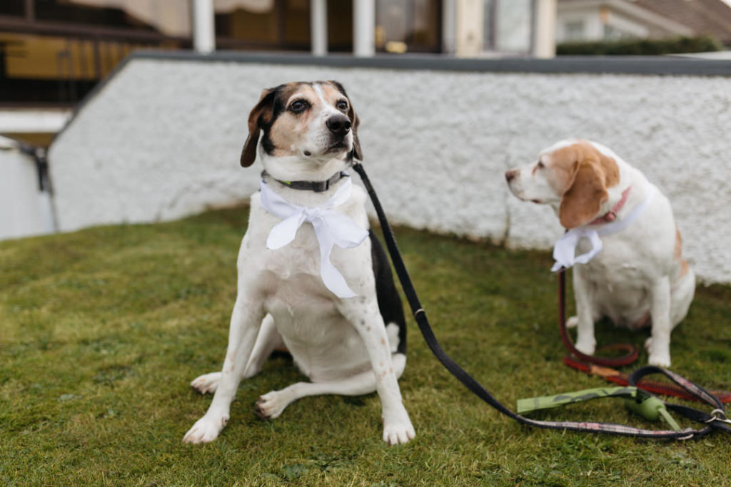 pets at weddings, dogs at weddings