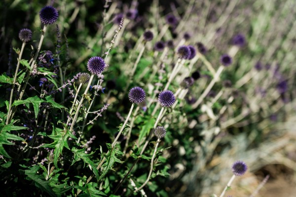 Wedding photography Jane & Alex exterior flower garden detail