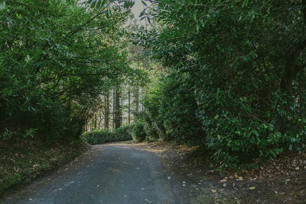 Exterior forest shot road