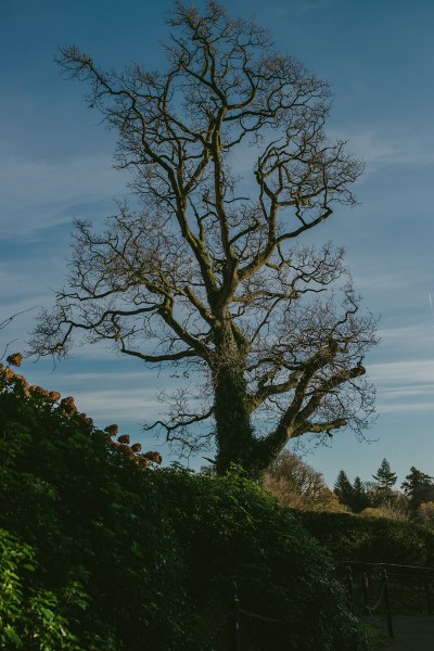 Exterior shot of winter tree forest