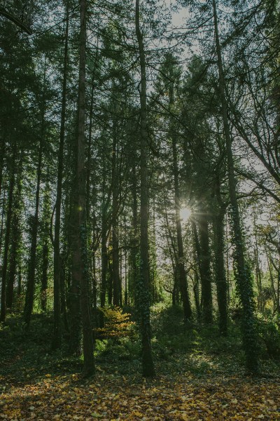 Exterior shot of forest sun shining through trees