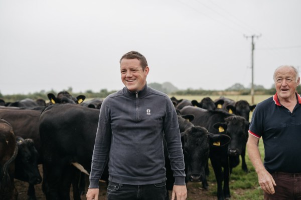 Groom cows farm with father exterior