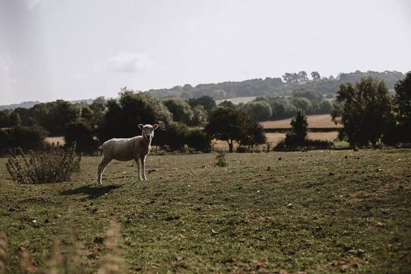 sheep in field