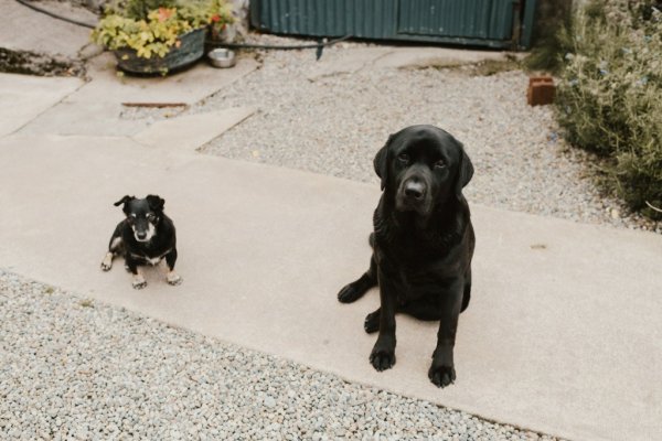 Black Labrador dog little dog