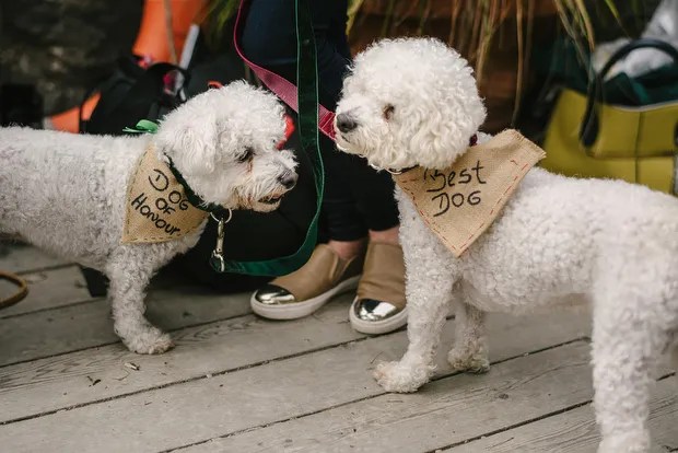 wedding dog, dog at wedding, cute wedding dog