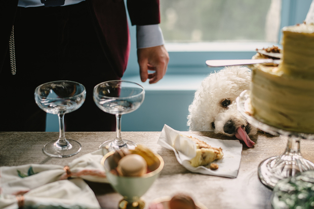 wedding dog, dog at wedding, cute wedding dog