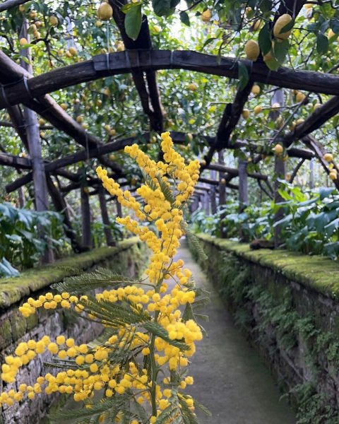 I Giardini Di Cataldo Sorento limoncello