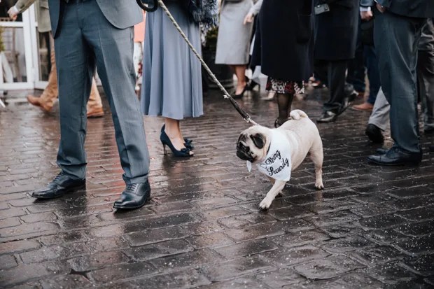 wedding dog, dog at wedding, cute wedding dog