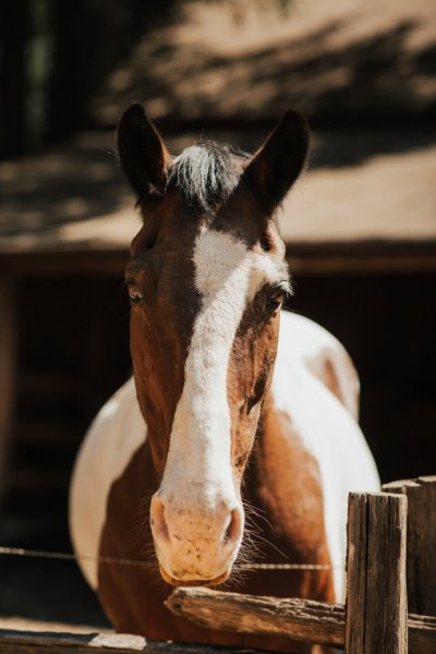 Horse animal farm