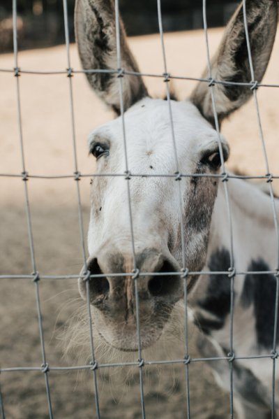 Horse pony farm animal