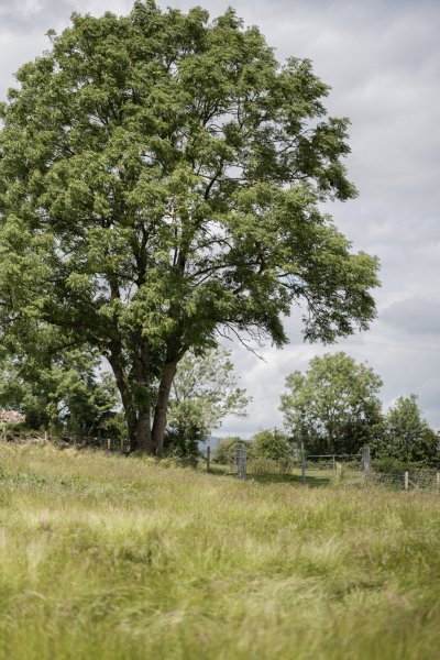 Tree garden forest field