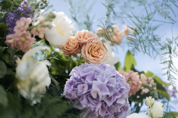 Pink roses flowers