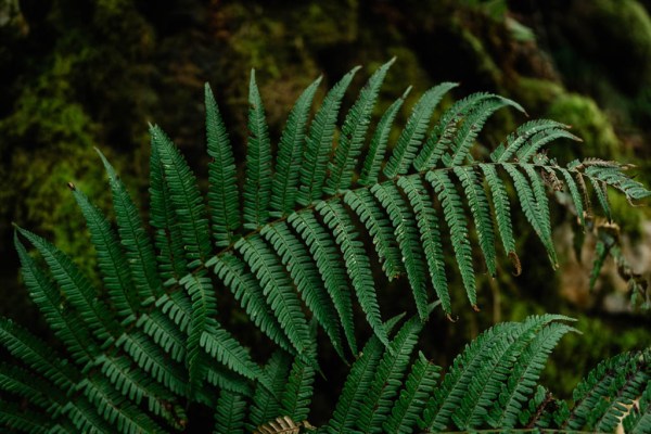 Plant up close outside