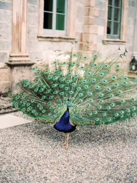 Peacock blue colours on grass feathers