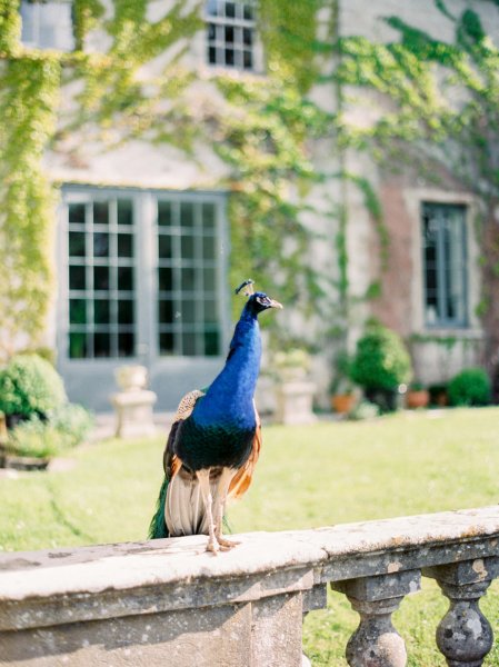 Peacock blue colours on grass feathers