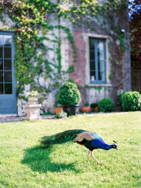 Peacock blue colours on grass