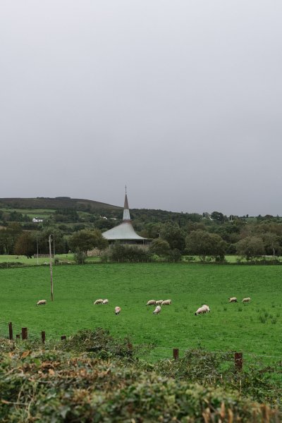 Farm sheep animals landscape