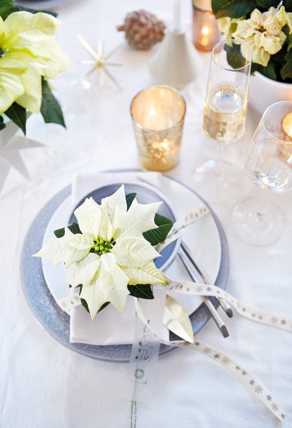 Poinsettia wedding decor