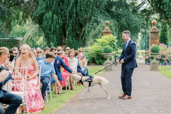 Guests greet the greyhound dog