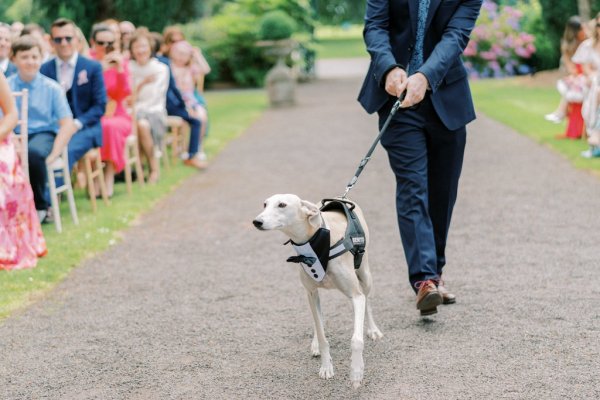 Dog in suit bow tie greyhound