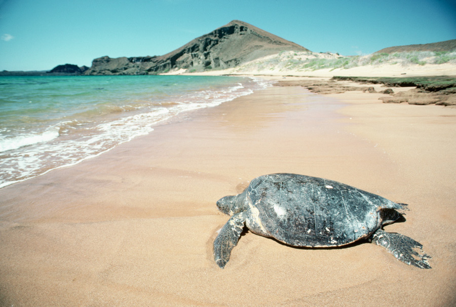 The Galapagos Island