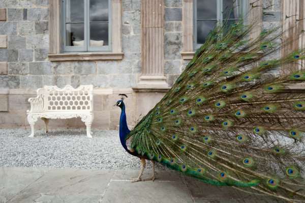 Peacock detail feathers