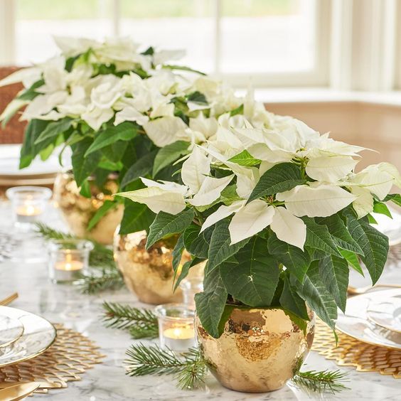 Poinsettia wedding decor