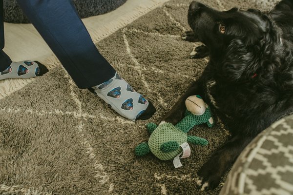 Black dog and his toy with groom