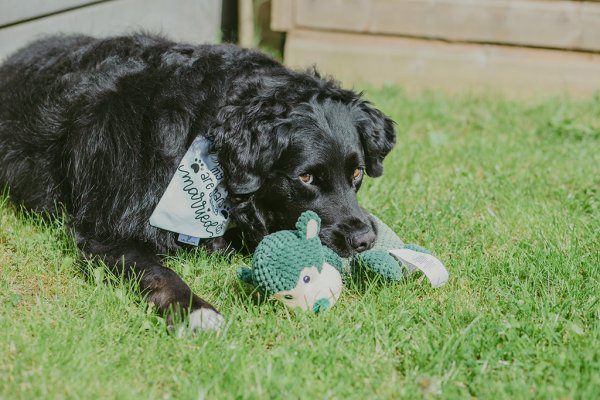 Black dog playing with toy