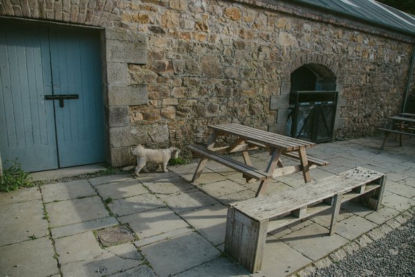 Table and dog setting farm