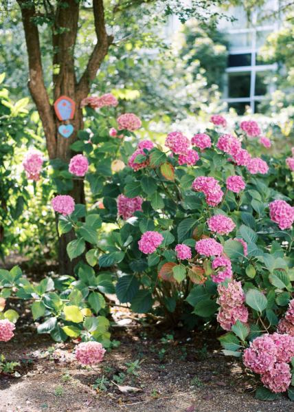 Pink flower details in garden