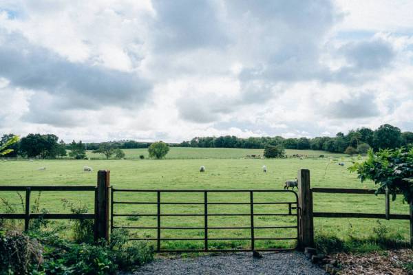 Farm sheep grass detail barn