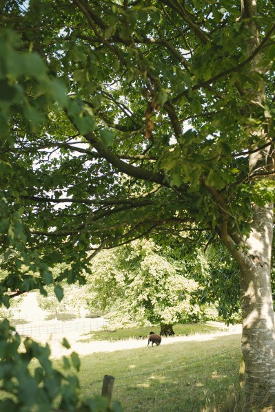 Grass garden forest park setting