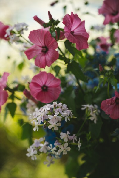 Pink flowers in garden