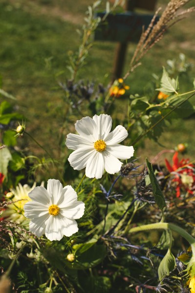 Daisies flowers growing in garden