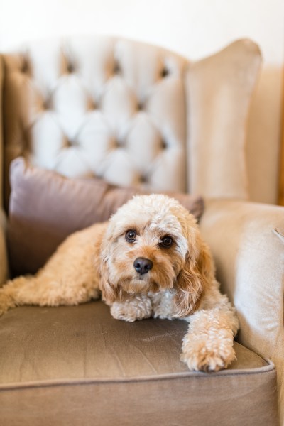 Little dog on chair sofa sitting down